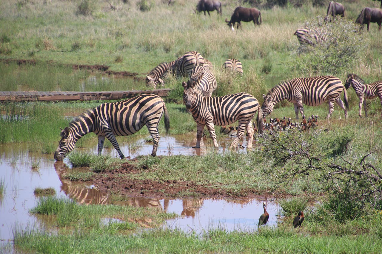 Serengeti, Tanzanie : découvrir la savane